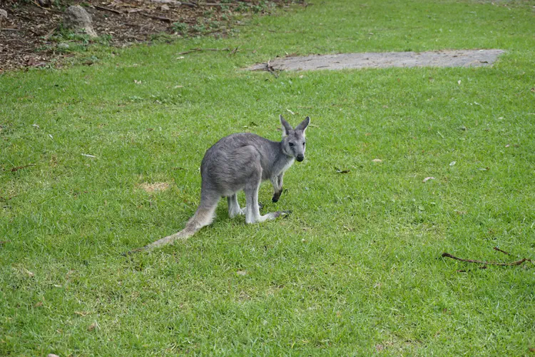 australia_04.JPG