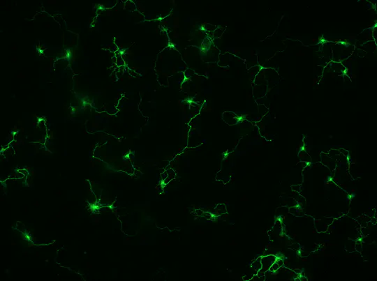 Axonium